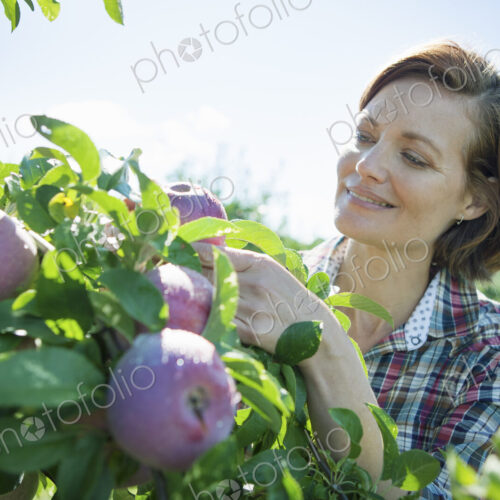 A woman in a plaid shirt picking apples from a laden branch of a fruit tree in the… A woman in a plaid shirt picking apples from a laden branch of a fruit tree in the…