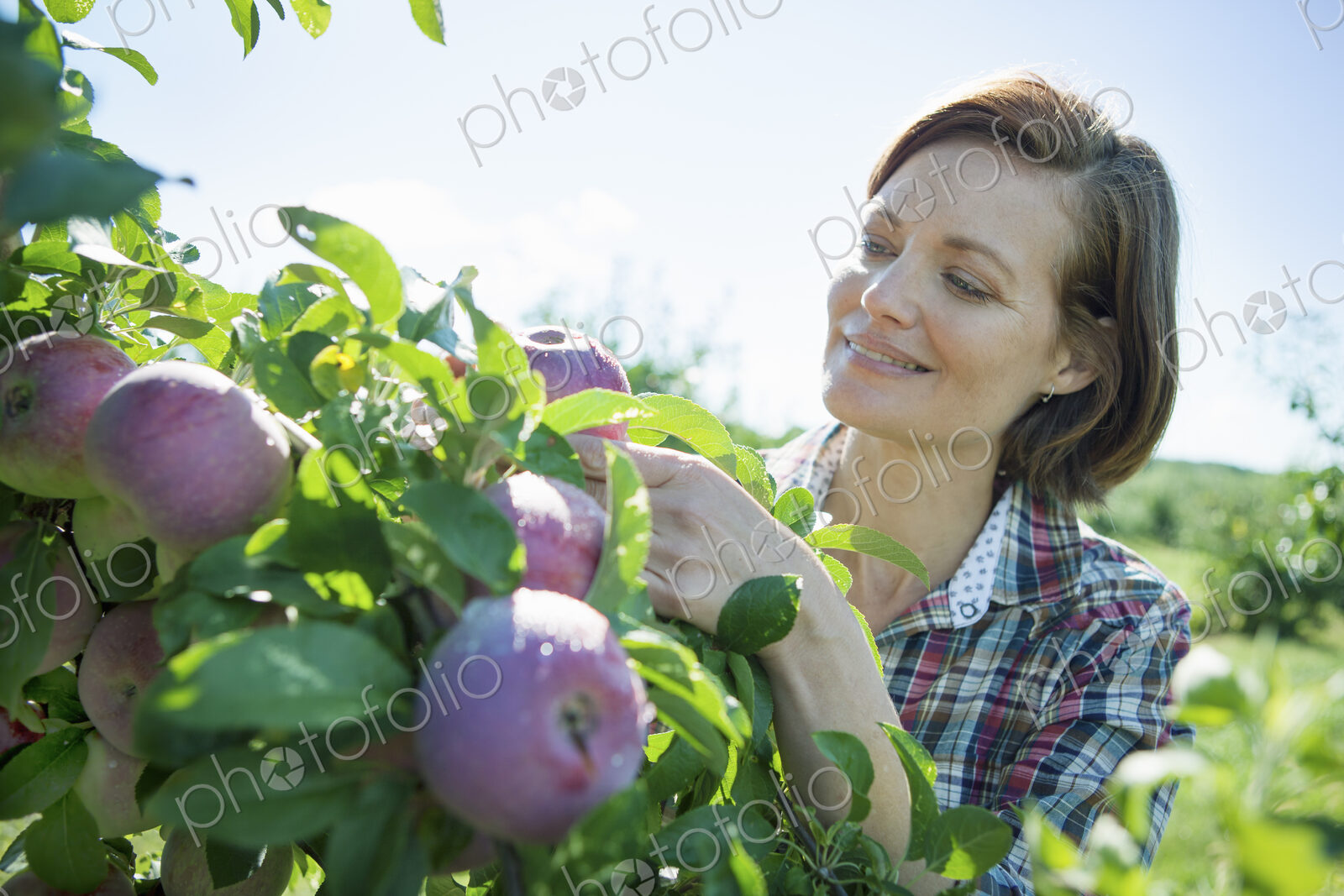A woman in a plaid shirt picking apples from a laden branch of a fruit tree in the…