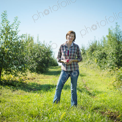 A woman in a plaid shirt picking apples in the orchard at an organic fruit farm. A woman in a plaid shirt picking apples in the orchard at an organic fruit farm.