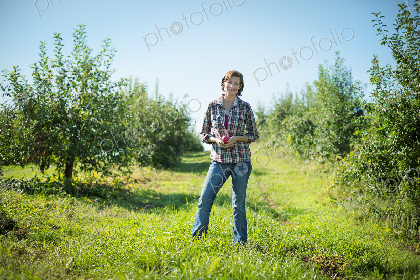 A woman in a plaid shirt picking apples in the orchard at an organic fruit farm.