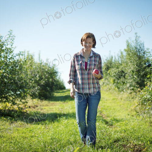 A woman in a plaid shirt picking apples in the orchard at an organic fruit farm. A woman in a plaid shirt picking apples in the orchard at an organic fruit farm.