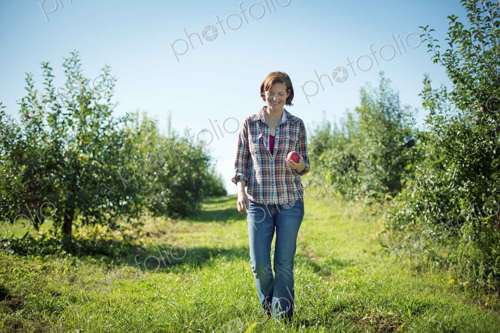 A woman in a plaid shirt picking apples in the orchard at an organic fruit farm.