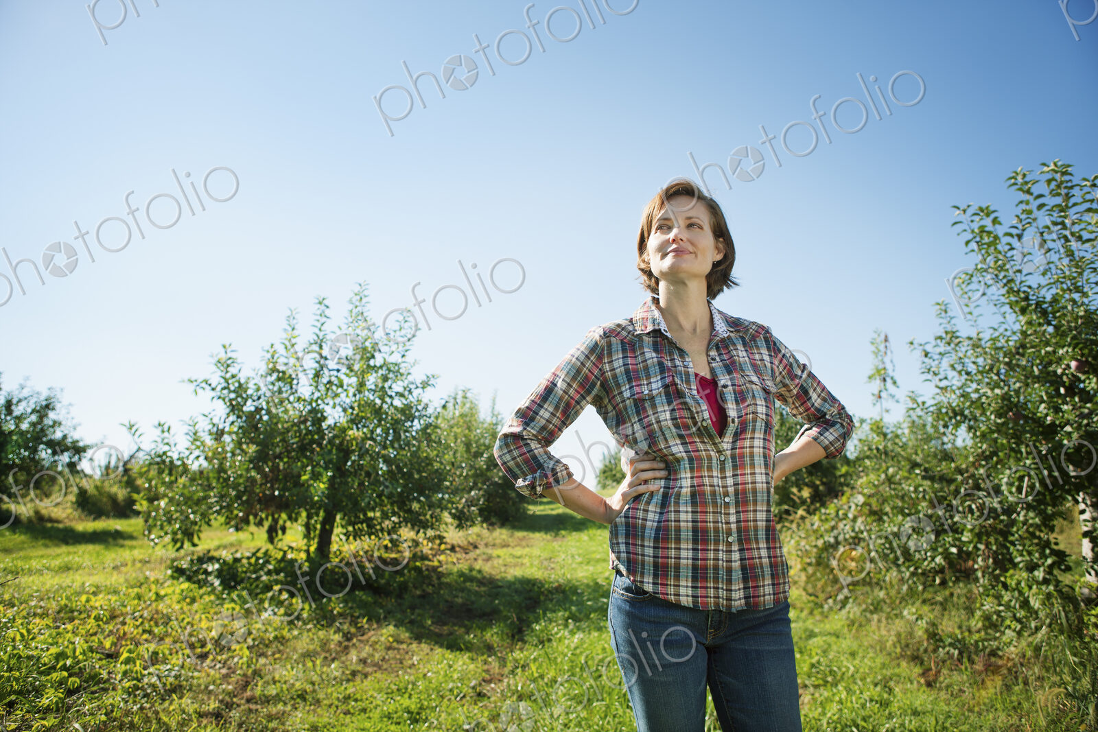 A woman in a plaid shirt picking apples in the orchard at an organic fruit farm.