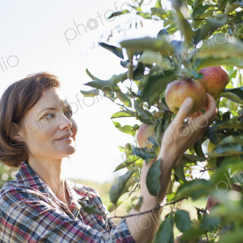 A woman in a plaid shirt picking apples in the orchard at an organic fruit farm.