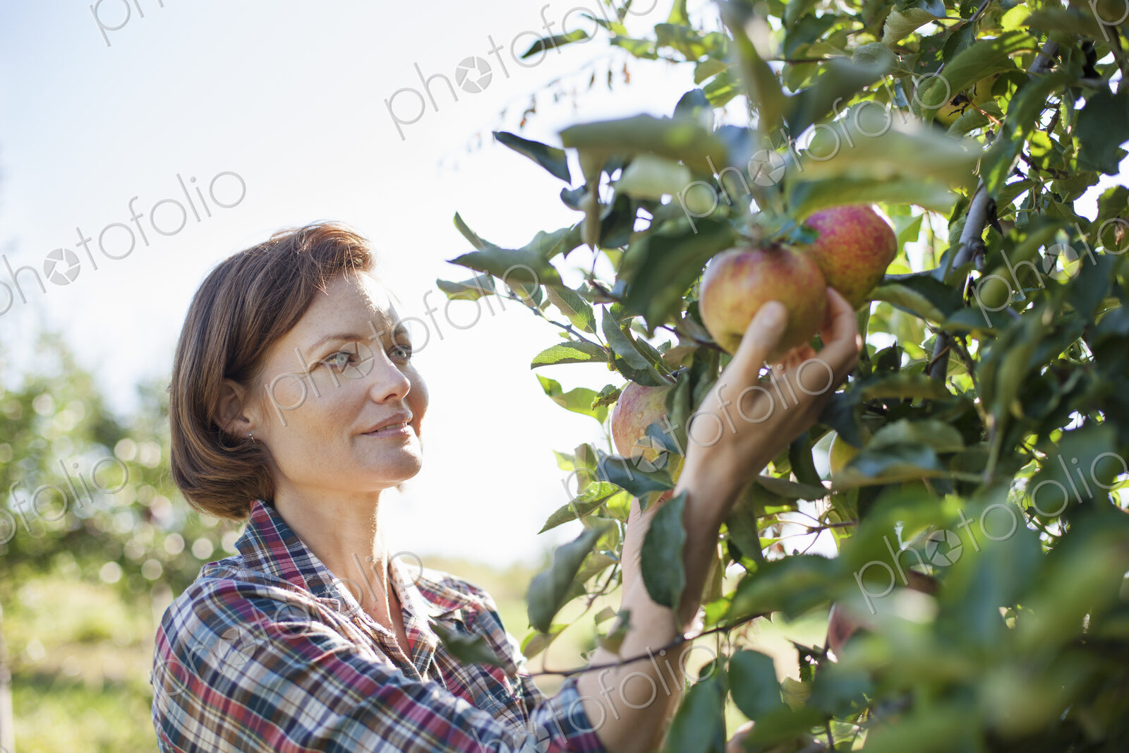 A woman in a plaid shirt picking apples in the orchard at an organic fruit farm.