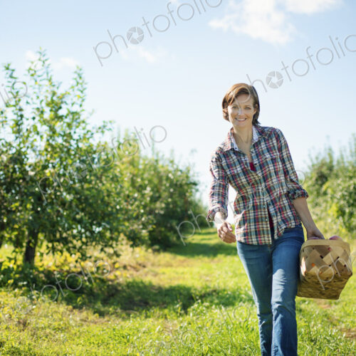 A woman in a plaid shirt picking apples in the orchard at an organic fruit farm,…