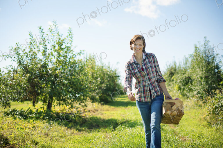 A woman in a plaid shirt picking apples in the orchard at an organic fruit farm,…