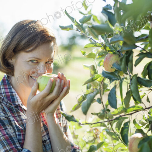A woman in a plaid shirt smelling the freshly picked ripe apple in her hand at an… A woman in a plaid shirt smelling the freshly picked ripe apple in her hand at an…