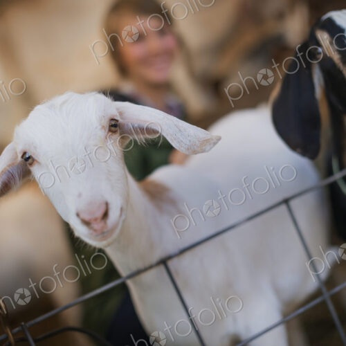 A woman in a stable on an organic farm. White and black goats. A woman in a stable on an organic farm. White and black goats.