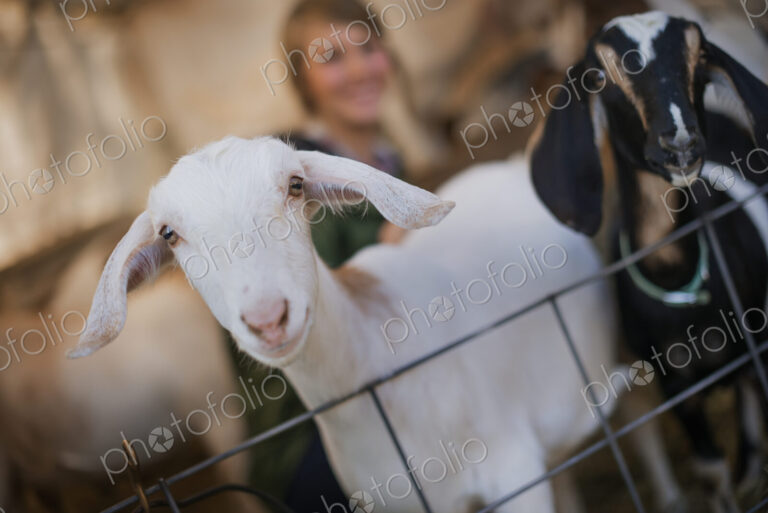 A woman in a stable on an organic farm. White and black goats.