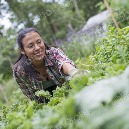 A woman leaning to pick fresh herbs and vegetables in a garden. A woman leaning to pick fresh herbs and vegetables in a garden.