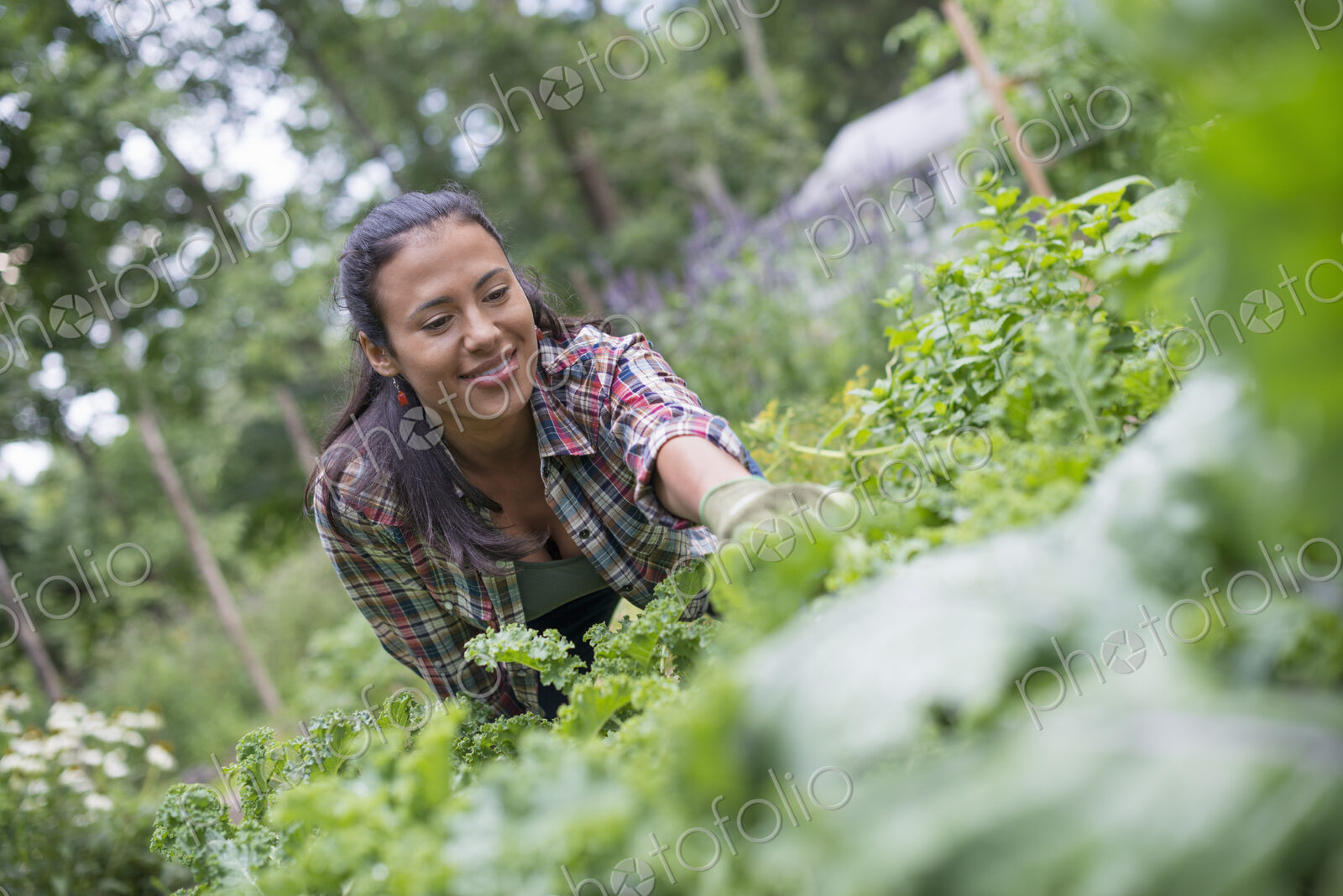 A woman leaning to pick fresh herbs and vegetables in a garden.