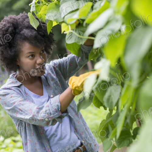 A woman picking green beans in a vegetable garden. A woman picking green beans in a vegetable garden.