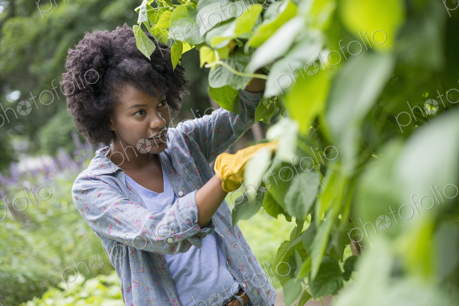 A woman picking green beans in a vegetable garden.