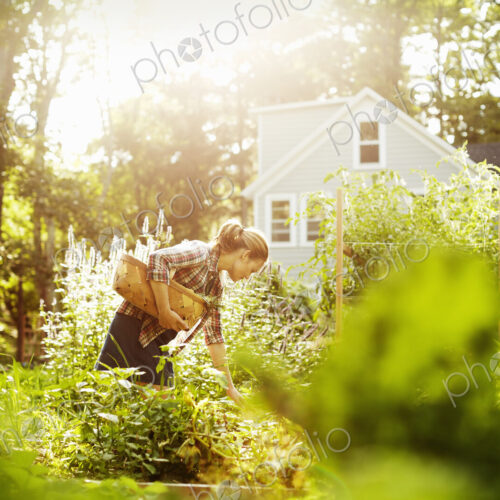 A woman picking vegetables in a garden at the end of the day. A child walking through… A woman picking vegetables in a garden at the end of the day. A child walking through…
