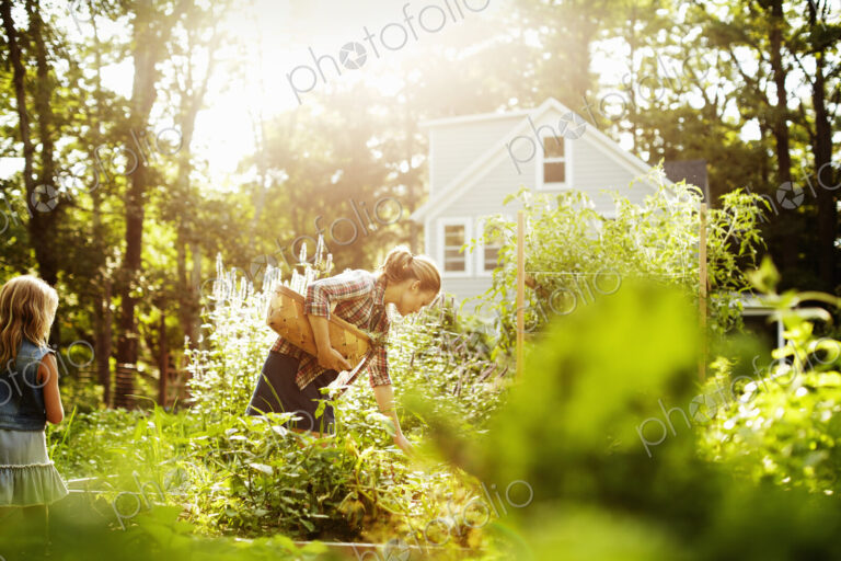 A woman picking vegetables in a garden at the end of the day. A child walking through…