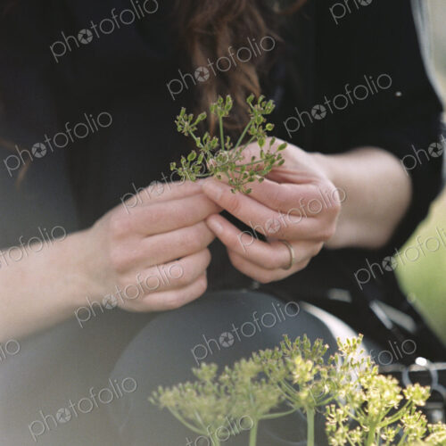 A woman picking wild flowers. A woman picking wild flowers.