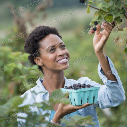 A woman reaching up to pick berries from a blackberry bush on an organic fruit farm. A woman reaching up to pick berries from a blackberry bush on an organic fruit farm.