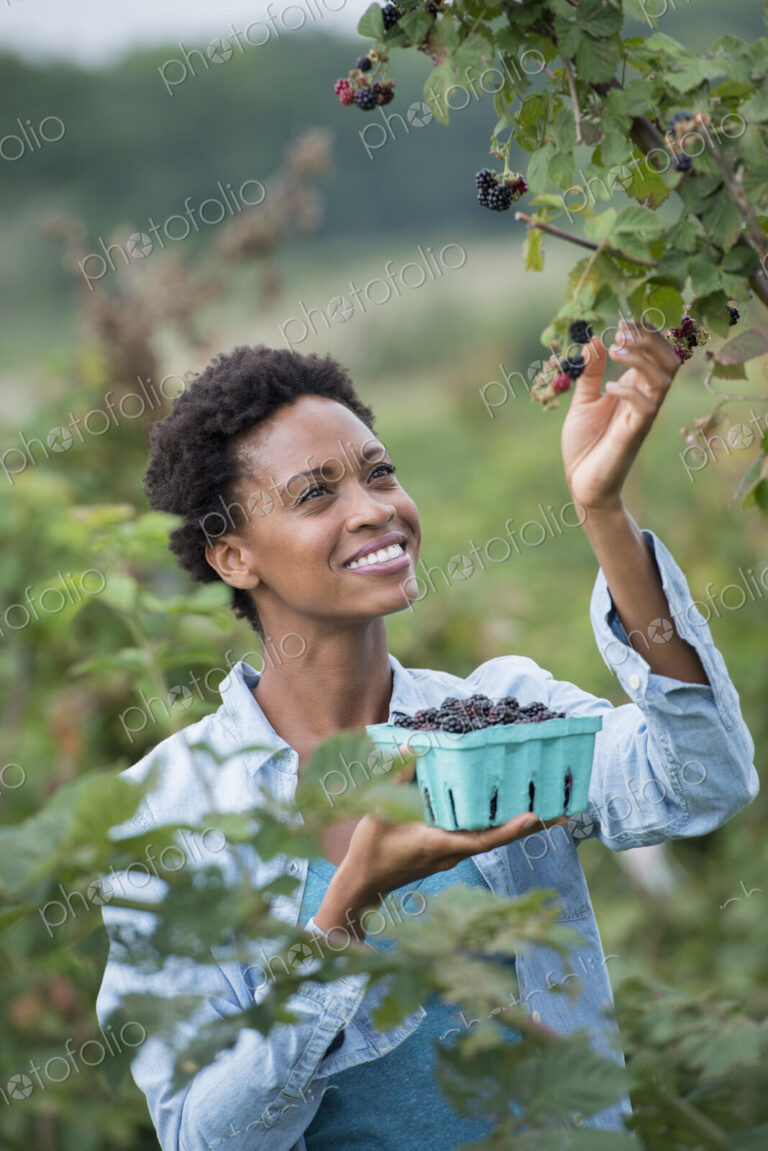 A woman reaching up to pick berries from a blackberry bush on an organic fruit farm.