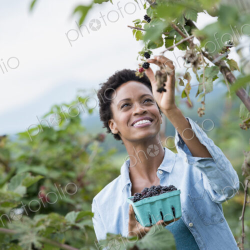 A woman reaching up to pick berries from a blackberry bush on an organic fruit farm. A woman reaching up to pick berries from a blackberry bush on an organic fruit farm.