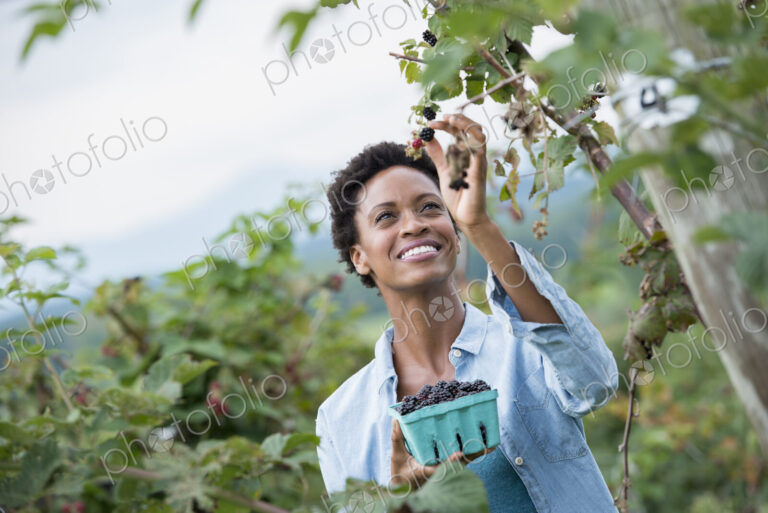 A woman reaching up to pick berries from a blackberry bush on an organic fruit farm.