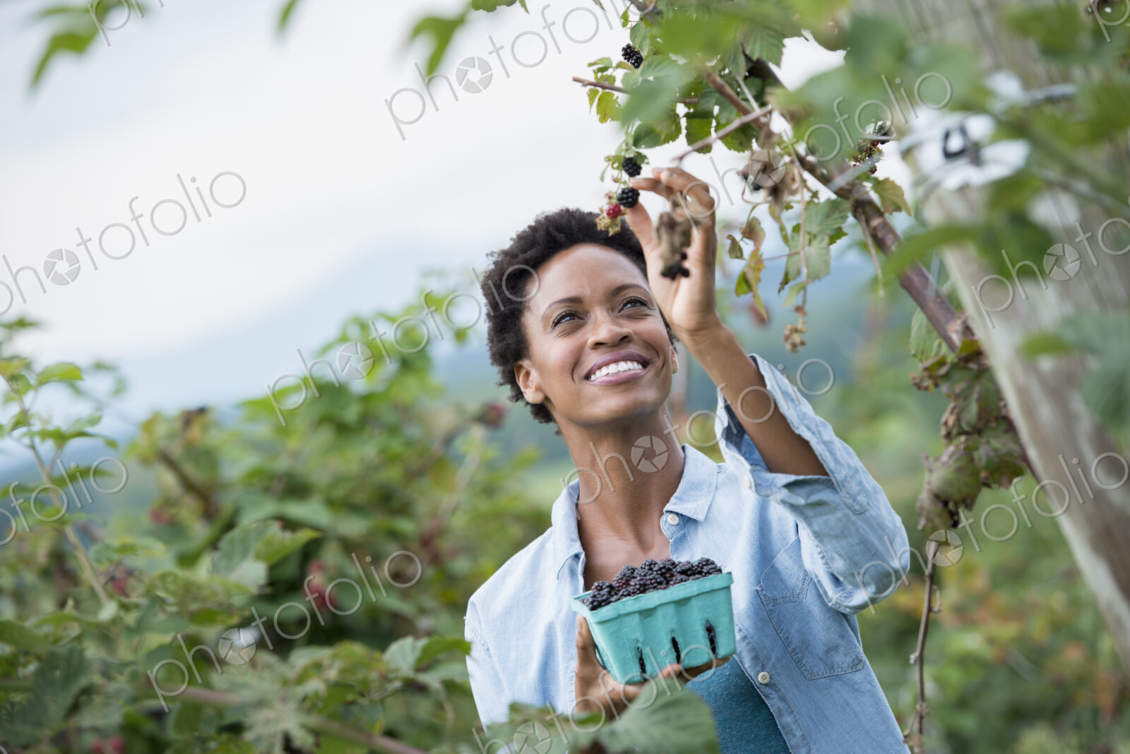 A woman reaching up to pick berries from a blackberry bush on an organic fruit farm.