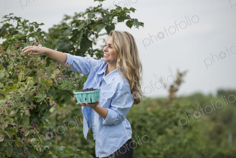 A woman reaching up to pick berries from a blackberry bush on an organic fruit farm.