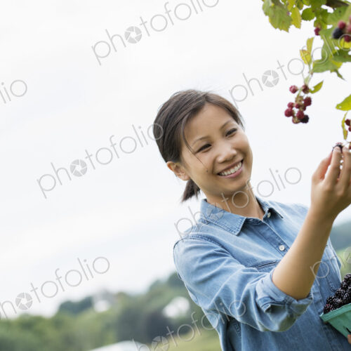 A woman reaching up to pick berries from a blackberry bush on an organic fruit farm. A woman reaching up to pick berries from a blackberry bush on an organic fruit farm.