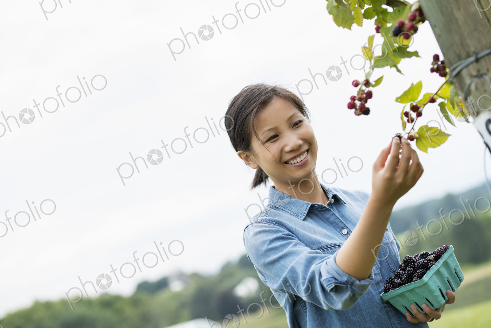 A woman reaching up to pick berries from a blackberry bush on an organic fruit farm.
