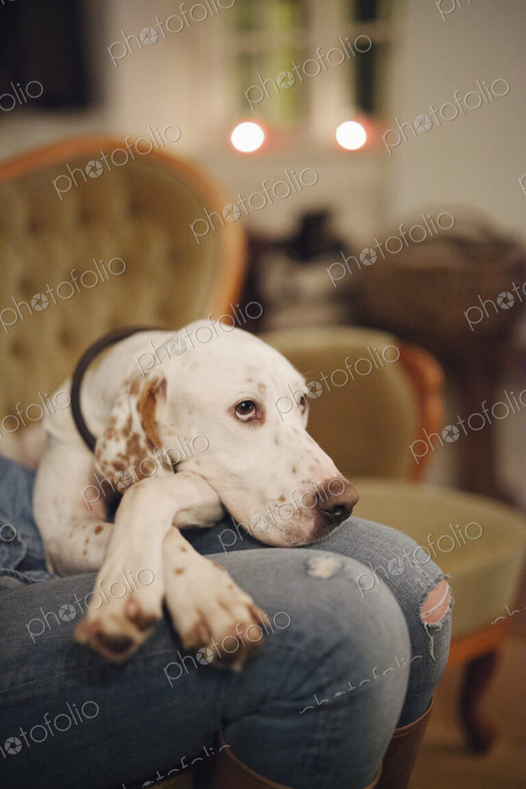 A woman seated on a sofa with a large dop with his head on her lap.