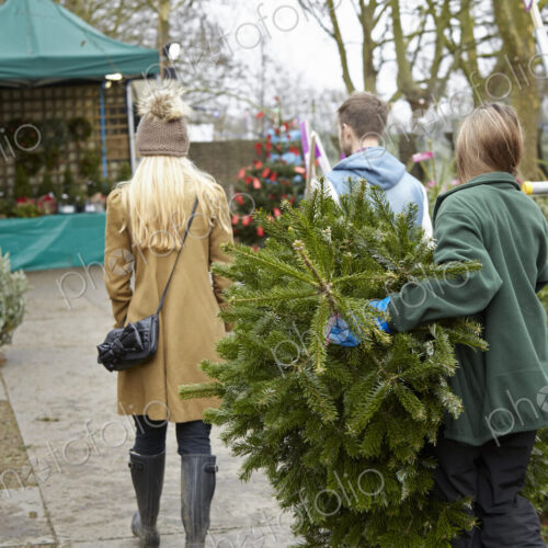 A woman shopping for a Christmas tree, choosing from a large selection. A woman shopping for a Christmas tree, choosing from a large selection.