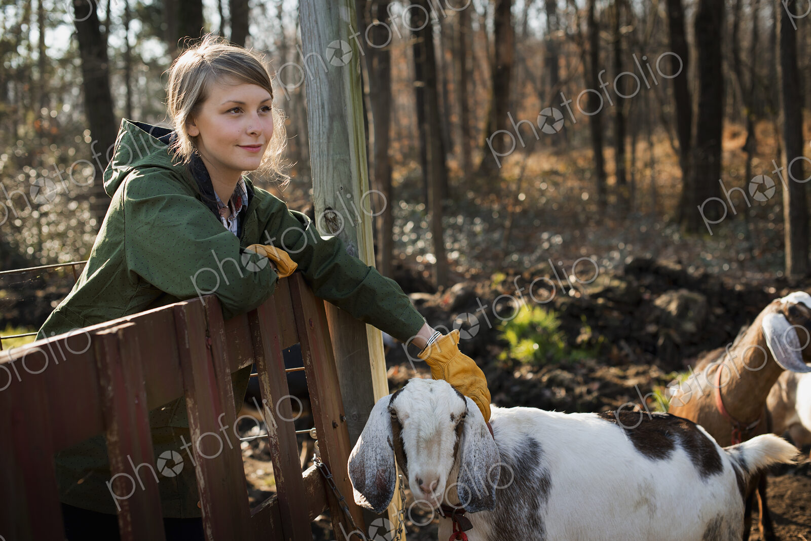 A woman standing in a paddock with a flock of goats, on an organic dairy farm.