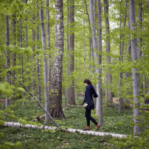A woman walking along a fallen tree trunk in the woods. Balancing on the narrow piece… A woman walking along a fallen tree trunk in the woods. Balancing on the narrow piece…
