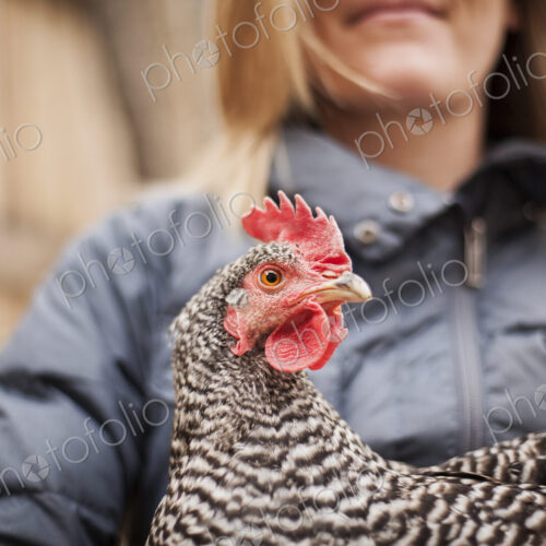 A woman wearing a grey coat and holding a chicken. A woman wearing a grey coat and holding a chicken.