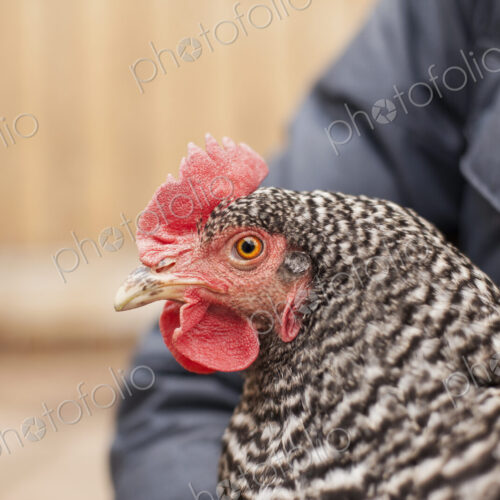 A woman wearing a grey coat and holding a chicken. A woman wearing a grey coat and holding a chicken.