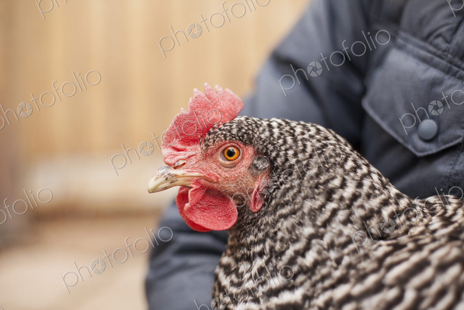 A woman wearing a grey coat and holding a chicken.