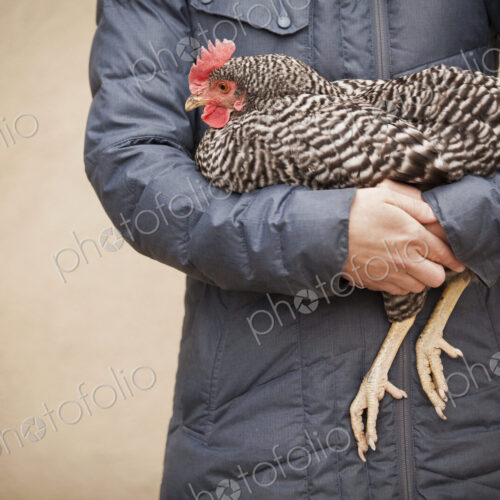 A woman wearing a grey coat and holding a chicken. A woman wearing a grey coat and holding a chicken.