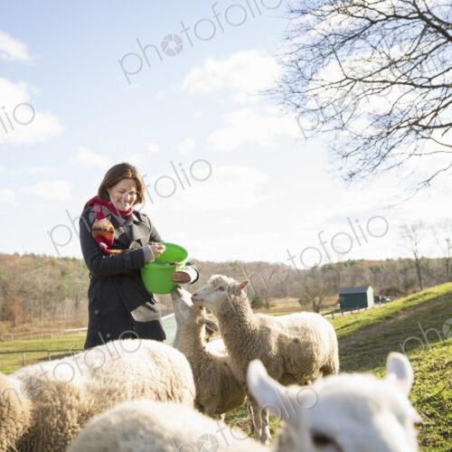 A woman with a bucket feeding the sheep at an animal sanctuary. A small group of animals. A woman with a bucket feeding the sheep at an animal sanctuary. A small group of animals.
