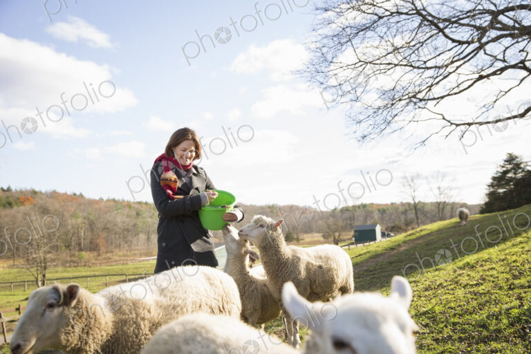 A woman with a bucket feeding the sheep at an animal sanctuary. A small group of animals.