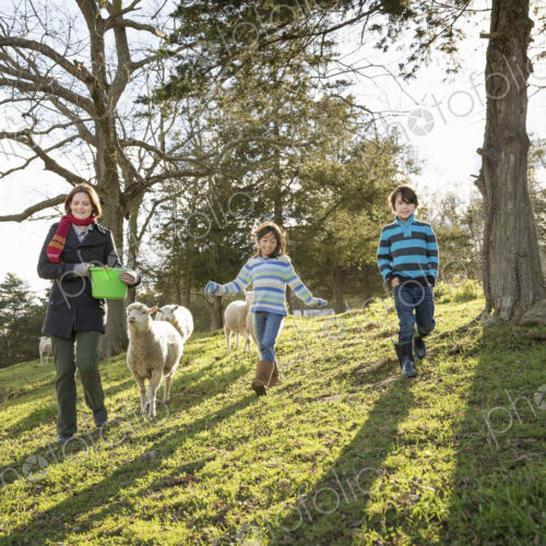 A woman with a bucket feeding the sheep at an animal sanctuary. Two children in the field. A woman with a bucket feeding the sheep at an animal sanctuary. Two children in the field.