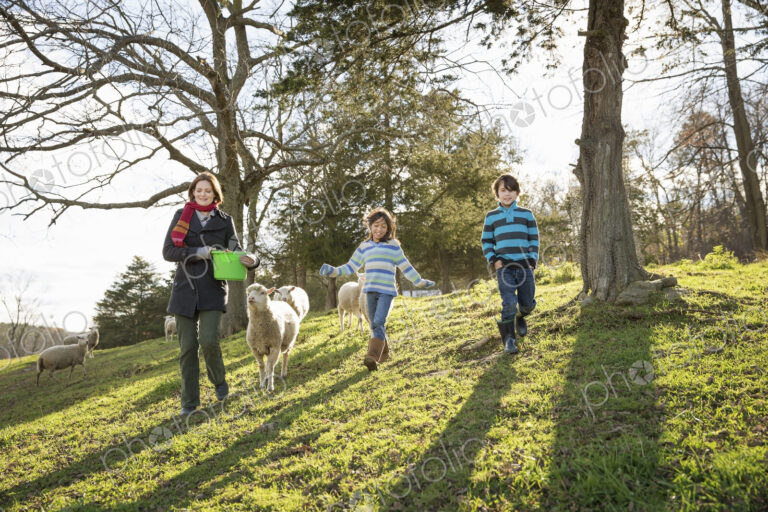 A woman with a bucket feeding the sheep at an animal sanctuary. Two children in the field.