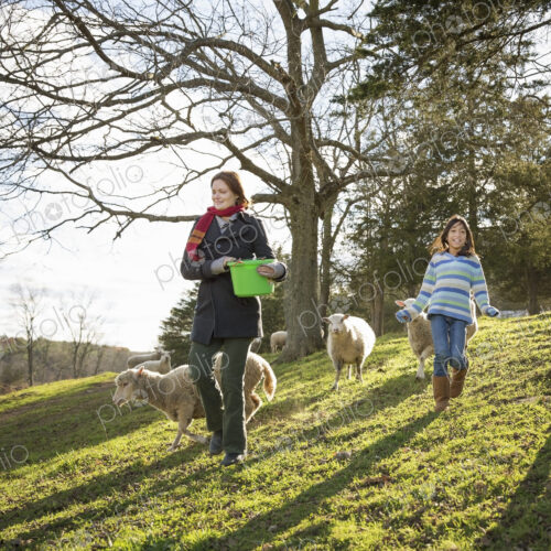 A woman with a bucket feeding the sheep at an animal sanctuary. Two children in the field. A woman with a bucket feeding the sheep at an animal sanctuary. Two children in the field.