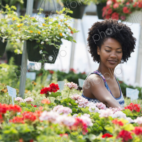 A woman working amongst flowering plants. Red and white geraniums on a workbench. A woman working amongst flowering plants. Red and white geraniums on a workbench.