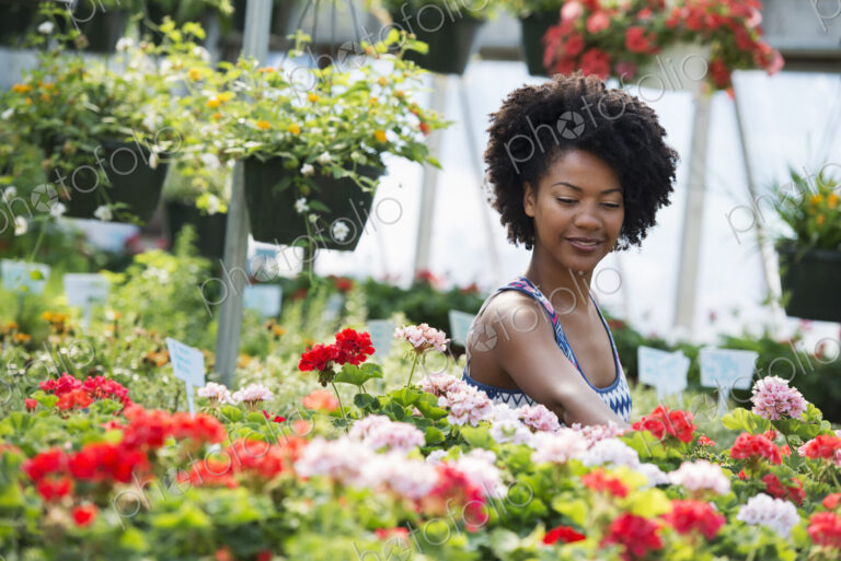 A woman working amongst flowering plants. Red and white geraniums on a workbench.
