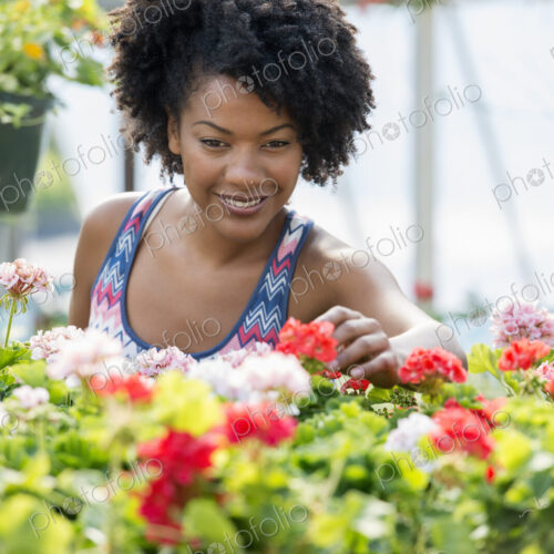 A woman working amongst flowering plants. Red and white geraniums on a workbench. A woman working amongst flowering plants. Red and white geraniums on a workbench.