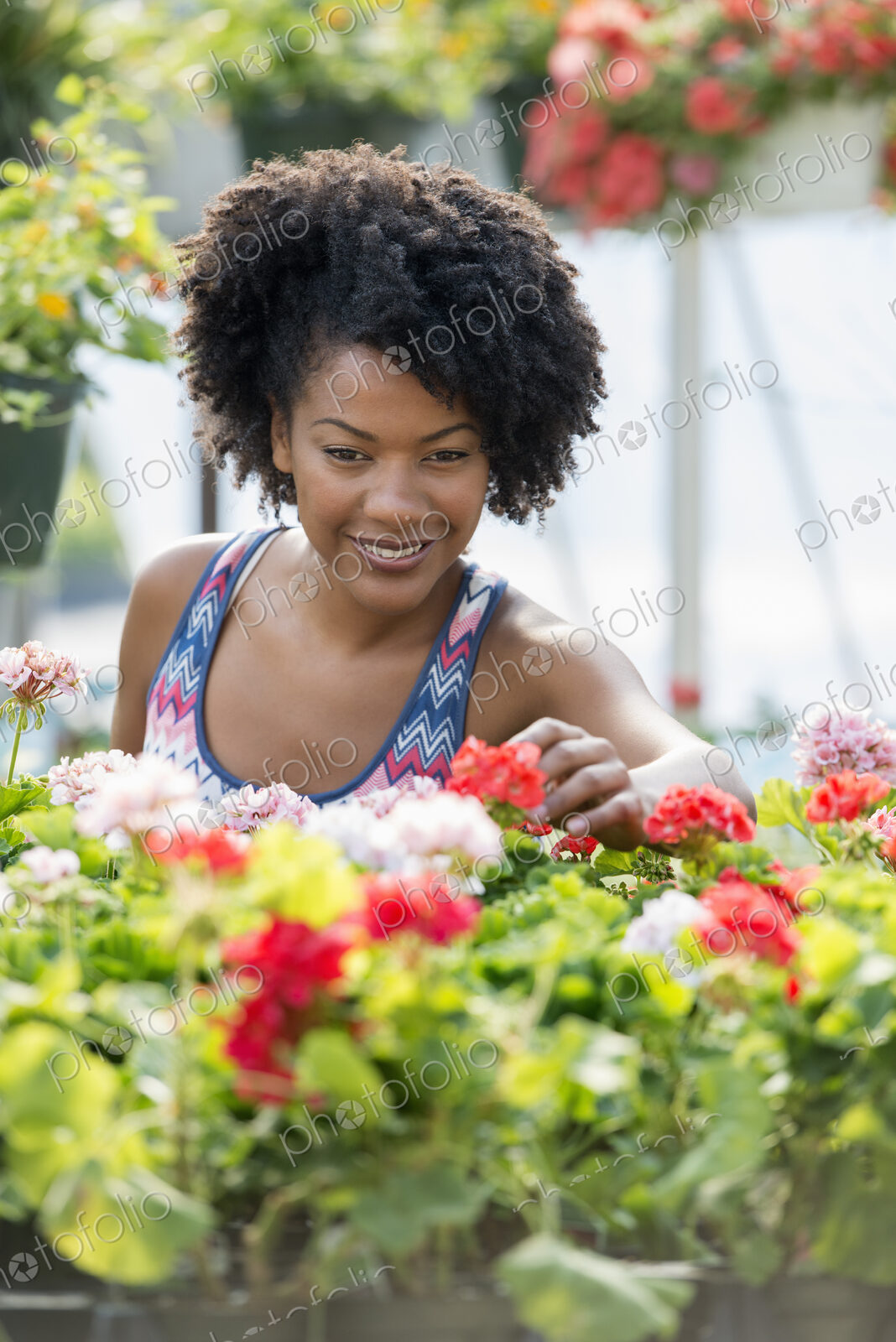 A woman working amongst flowering plants. Red and white geraniums on a workbench.