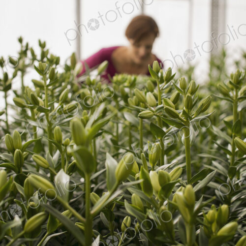 A woman working in a large glasshouse, full of organic plants coming into flower. Tall…