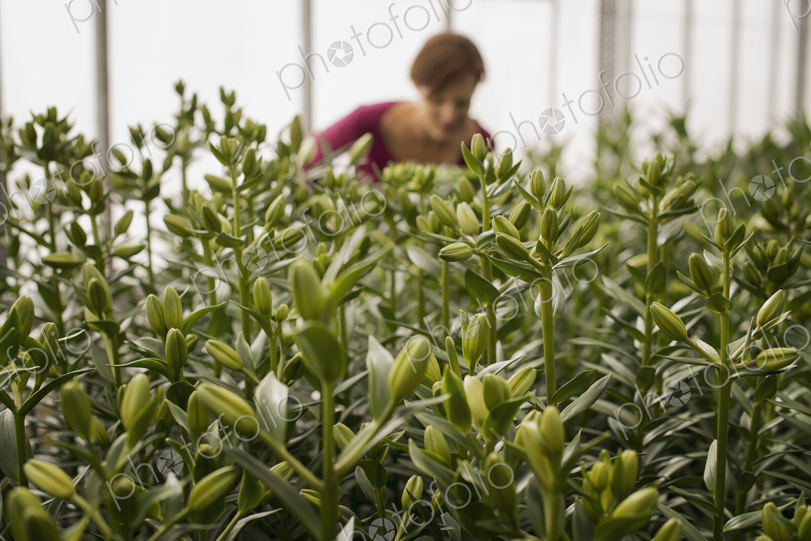 A woman working in a large glasshouse, full of organic plants coming into flower. Tall…