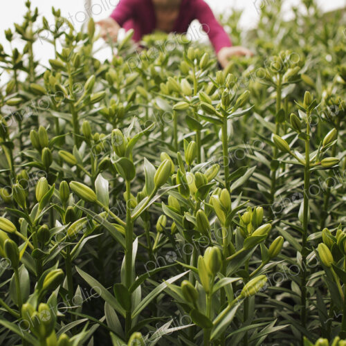 A woman working in a large glasshouse, full of organic plants coming into flower. Tall… A woman working in a large glasshouse, full of organic plants coming into flower. Tall…