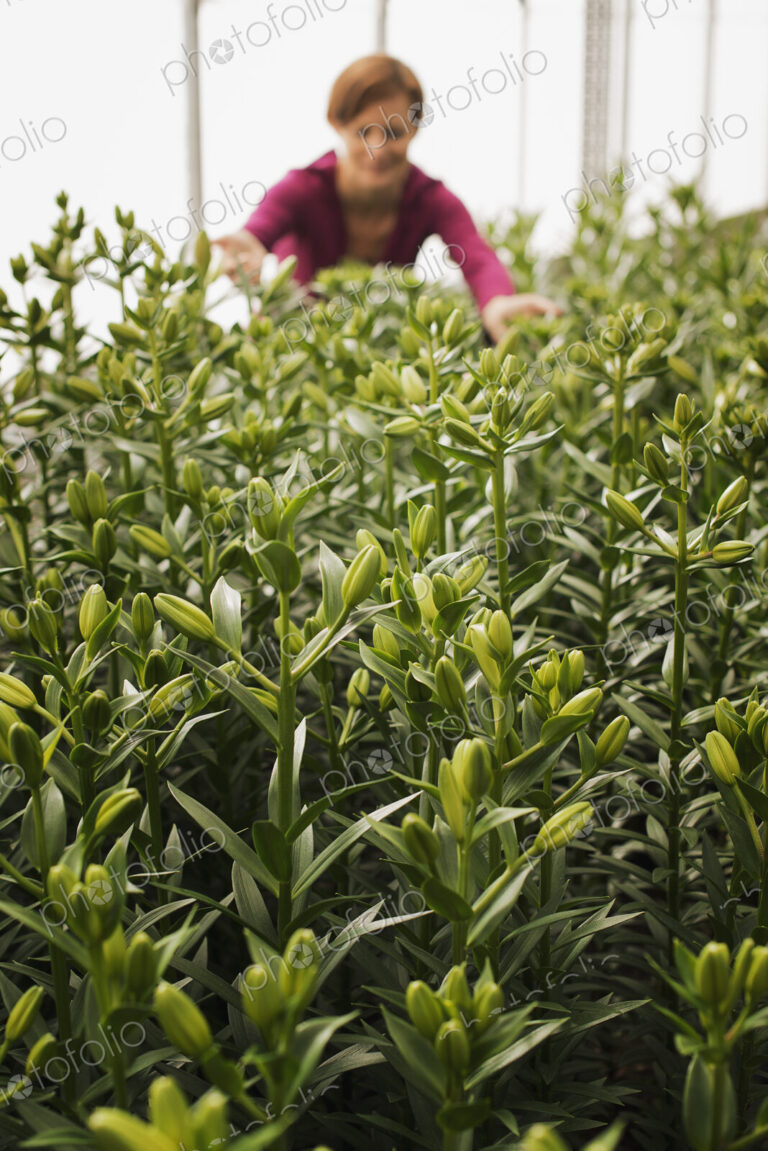 A woman working in a large glasshouse, full of organic plants coming into flower. Tall…